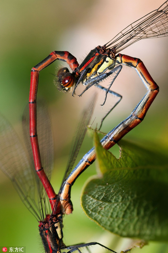 Một cặp chuồn chuồn giao phối, tạo nên một hình trái tim đầy nóng bỏng, ngọt ngào.