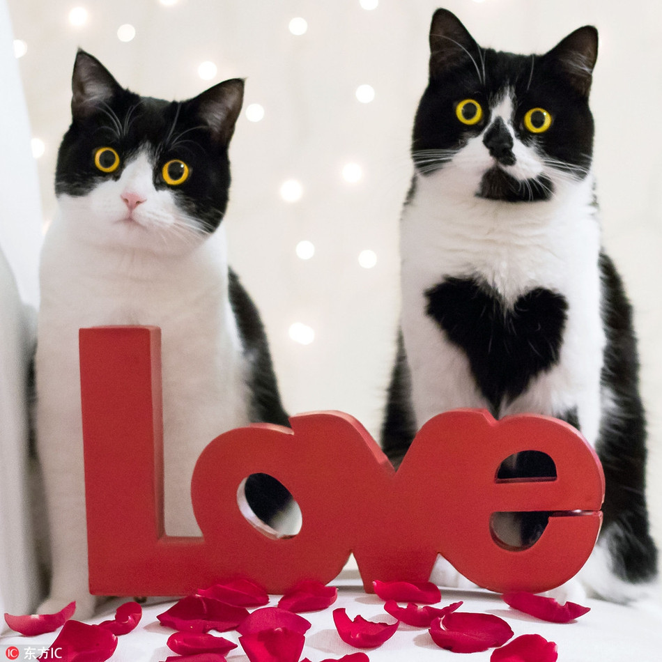 Vẫn là Zoe, chú mèo nổi tiếng với hình trái tim trước ngực. Thế nhưng vào thời điểm này, chủ nhân của Zoe cho biết, chú mèo đã có người yêu.