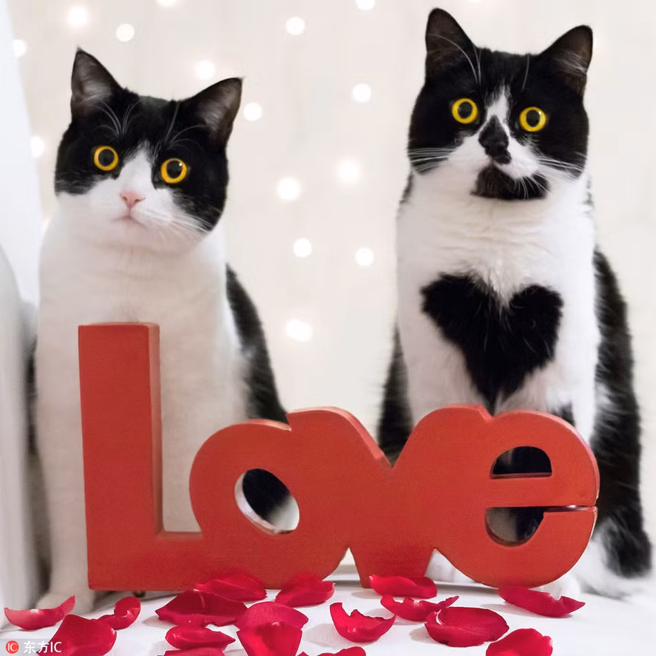 Vẫn là Zoe, chú mèo nổi tiếng với hình trái tim trước ngực. Thế nhưng vào thời điểm này, chủ nhân của Zoe cho biết, chú mèo đã có người yêu.