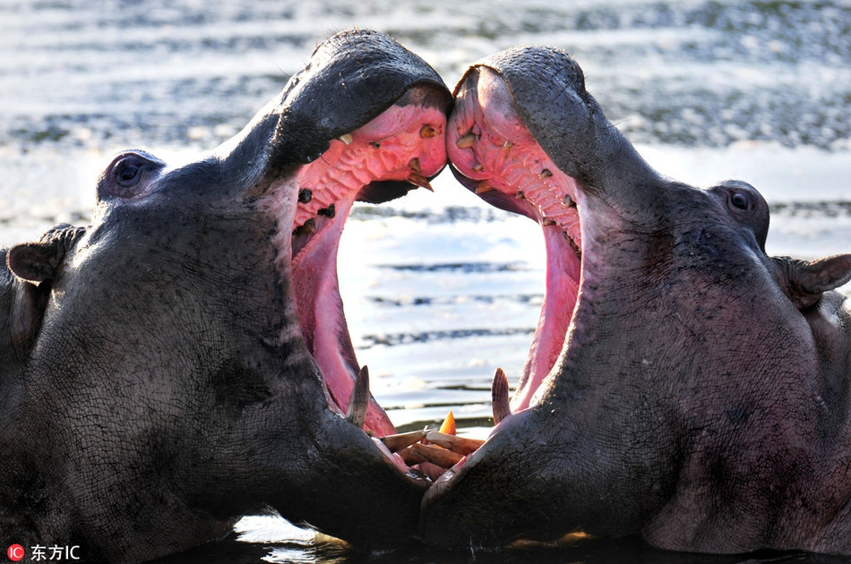 Có người nói, tập hợp những hình ảnh này thực sự giống như một món quà lãng mạn của thần tình yêu và mẹ thiên nhiên dành tặng con người.