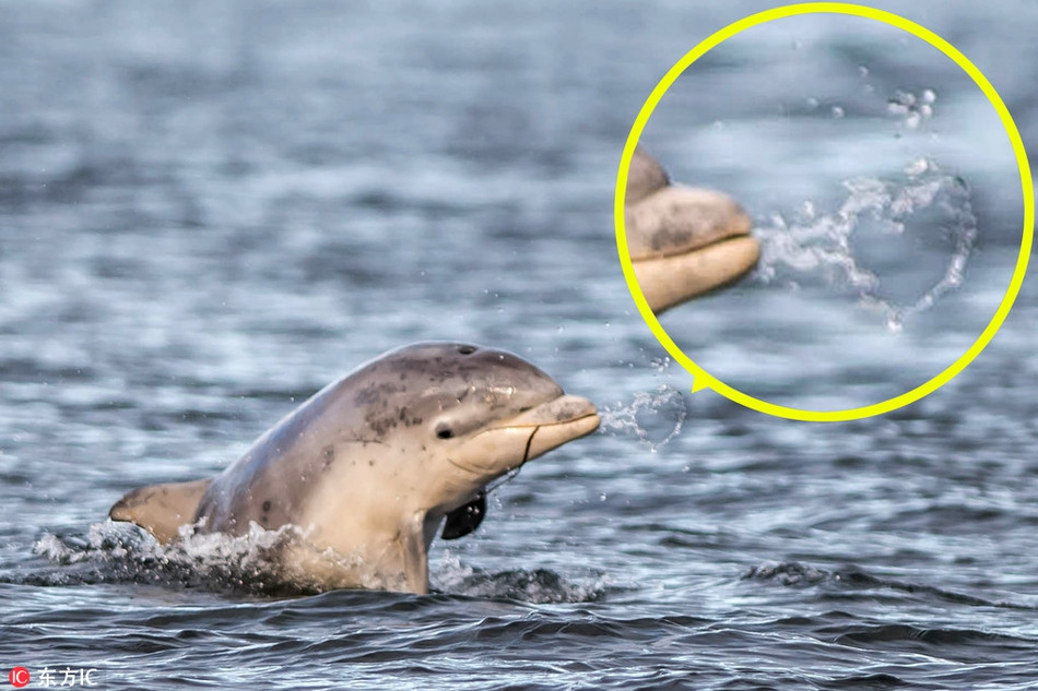 Phun ra một ngụm nước nhỏ, con cá heo này không ngờ rằng mình đã tạo được một hình trái tim bằng nước, dấu hiệu của tình yêu tuyệt đẹp.