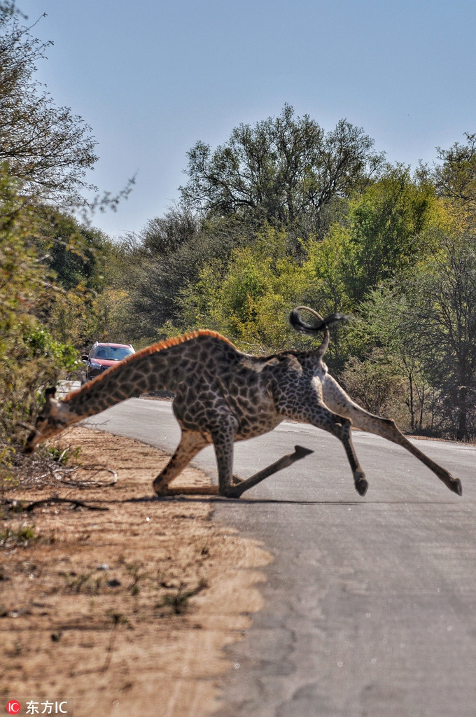 Đang băng qua đường một cách đầy thong dong và đủng đỉnh để khoe dáng trước con người, đột nhiên hươu cao cổ loạng choạng và ngã sấp mặt rất đau đớn. May mắn thay, sau cú ngã, loài động vật hoang dã này không bị thương nặng và xấu hổ bỏ đi nhanh chóng.