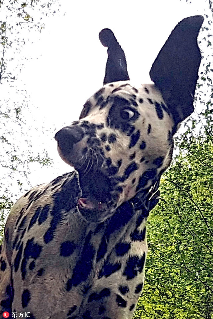 Phát hiện ra điều gì đó kỳ thú, khuôn mặt của chú chó đốm này hiển lộ rõ ràng sự ngạc nhiên, bàng hoàng của mình.