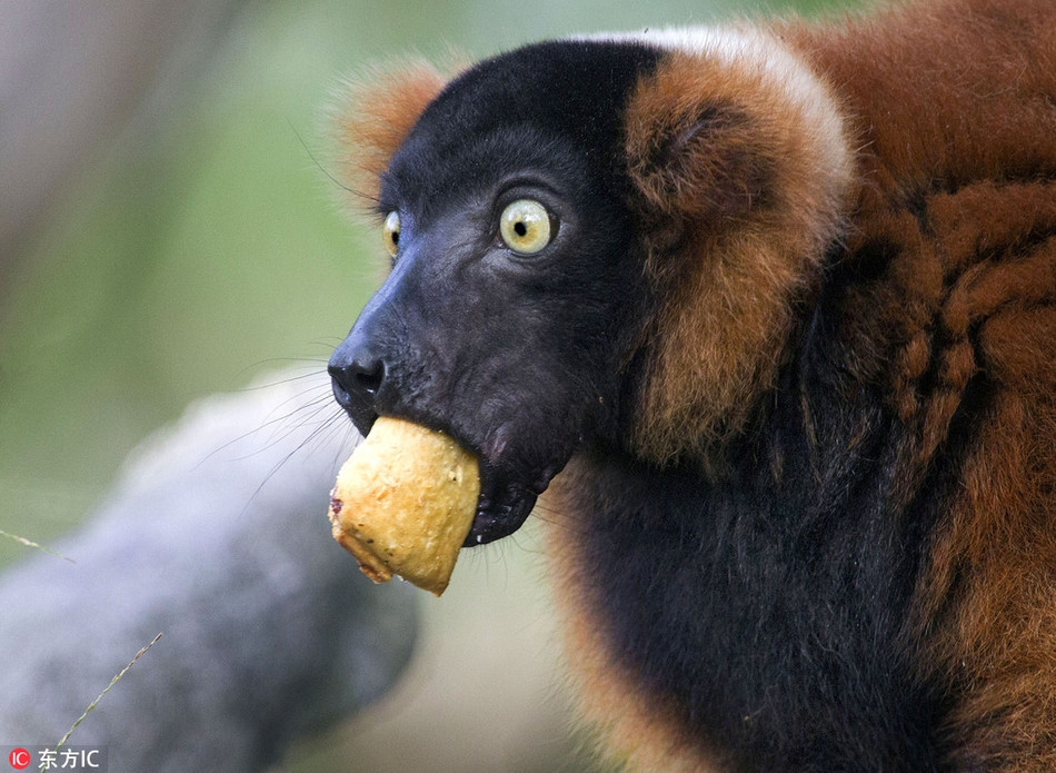 Quá tham lam, vượn cáo không thèm nhai mà nuốt chửng cả chiếc bánh to hơn mồm. Kết quả, nó nghẹn đến mức trợn lồi cả mắt mới nuốt trôi được chiếc bánh xuống cổ họng.