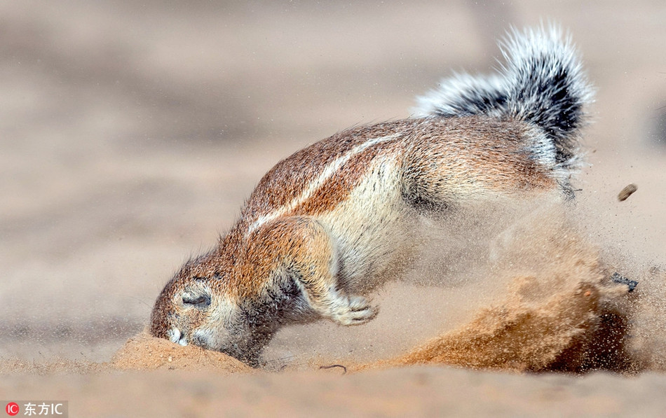 Định bụng thực hiện một cú xoay người trên không ngoạn mục, kết quả, chú sóc này lại đâm thẳng mặt vào đống cát, vô cùng xấu hổ.