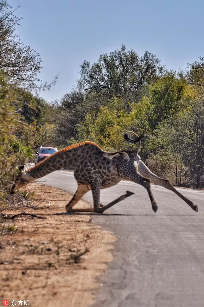 Đang băng qua đường một cách đầy thong dong và đủng đỉnh để khoe dáng trước con người, đột nhiên hươu cao cổ loạng choạng và ngã sấp mặt rất đau đớn. May mắn thay, sau cú ngã, loài động vật hoang dã này không bị thương nặng và xấu hổ bỏ đi nhanh chóng.