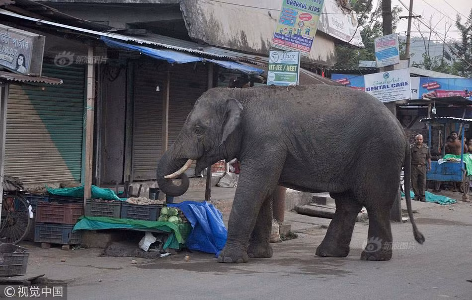 Xuất hiện bất ngờ, voi khổng lồ náo loạn đường phố Xuat hien bat ngo, voi khong lo nao loan duong pho