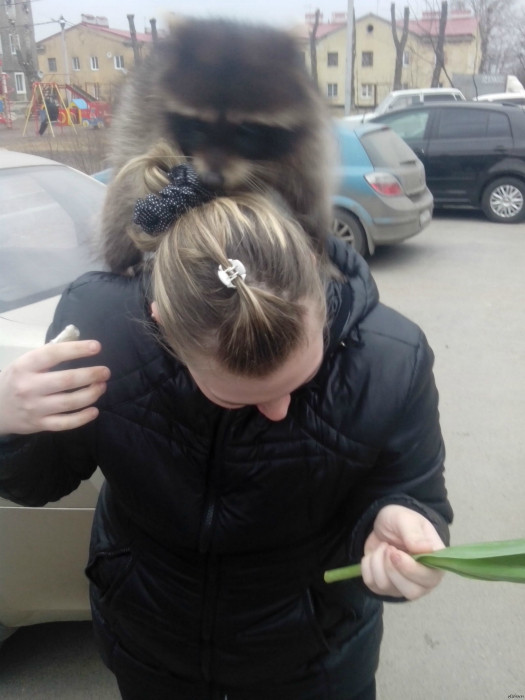 Vui vẻ cho gấu mèo trèo lên vai, cô gái không ngờ rằng mình sẽ bị con vật hiếu động này làm cho dở khóc dở cười.