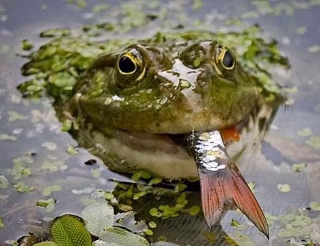 Cần thủ câu được con cá này chắc chắn phải rất bối rối khi phải phân tranh với một con ếch đã săn được chiến lợi phẩm của mình.