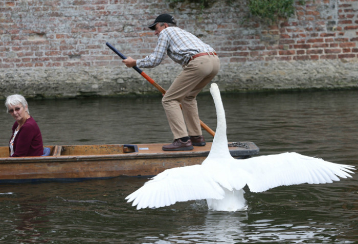 Vô tình chèo thuyền vào lãnh địa của thiên nga trắng, người đàn ông ngay lập tức gặp phải sự tấn công của loài chim khổng lồ.