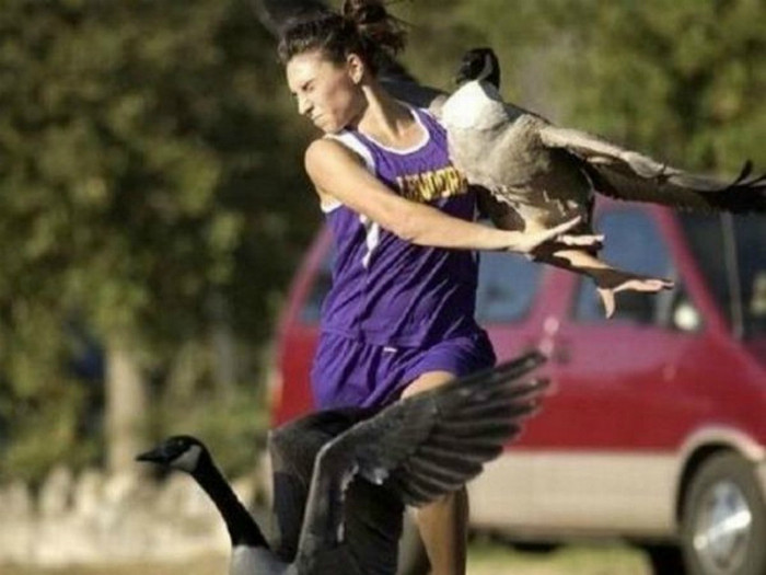 Đang chạy bộ, người phụ nữ đã gặp phải sự tấn công bất ngờ của những con chim hung dữ, hiếu chiến.