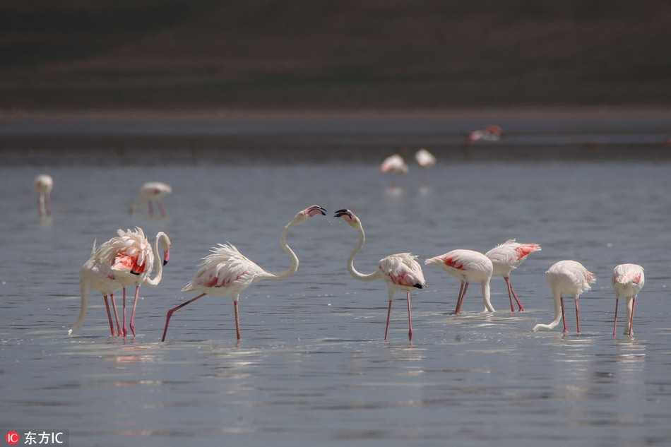 Nhiều đôi hồng hạc không ngừng bắt cá và bón cho nhau ăn, sau đó quấn lấy nhau bằng cần cổ, tạo ra những hình ảnh vô cùng ngọt ngào và đáng ghen tị.