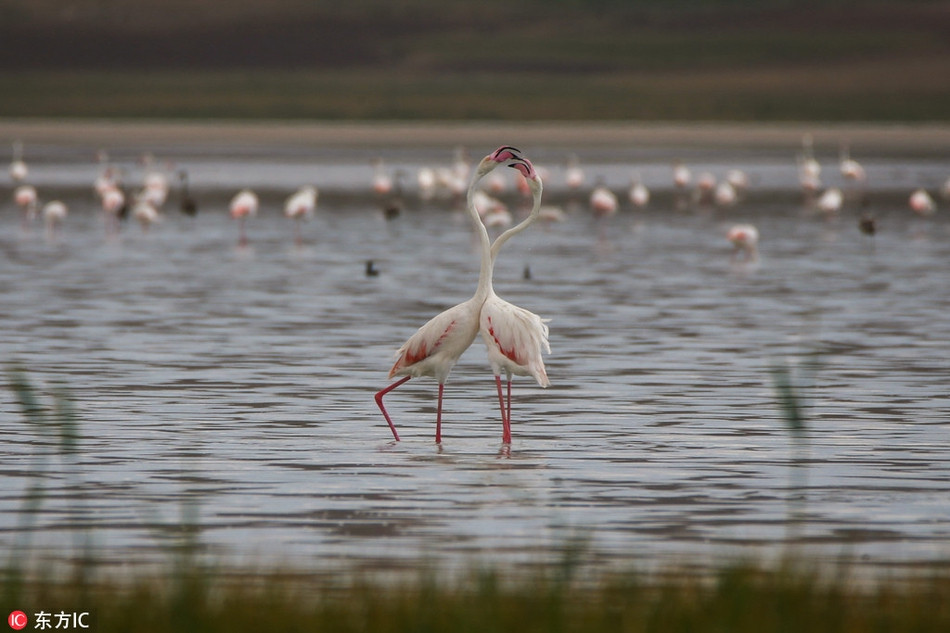 Theo tìm hiểu, trên thế giới chỉ có tất cả 6 loại chim hồng hạc. Sở dĩ những con hồng hạc có màu hồng là bởi chúng ăn chủ yếu là tảo và côn trùng.