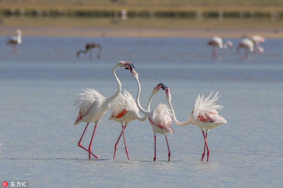 Cổ của một con chim hồng hạc có 19 đốt xương. Mỏ và lông của chim hồng hạc được cấu tạo bởi keratin.