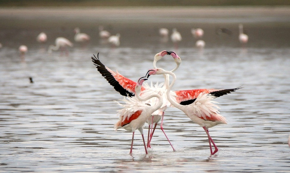 Hầu hết chim hồng hạc mỗi lần chỉ đẻ được một quả trứng có trọng lượng từ 115 gram đến 140 gram. Cũng có khi hồng hạc cái đẻ 2 quả trứng một lần. Tuy nhiên, rất hiếm khi cả 2 quả trứng này cùng nở được.