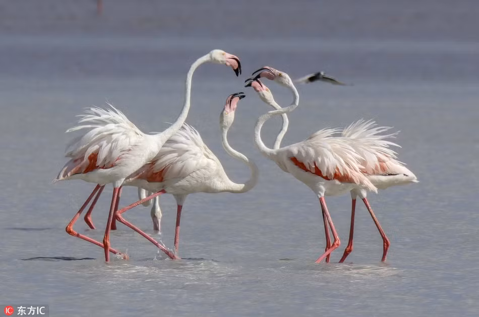 Một điểm thú vị nữa ở chim hồng hạc là chúng thường đứng bằng một chân khi ở dưới nước. Điều này được các nhà khoa học lý giải là giúp hồng hạc giảm thiểu lượng nhiệt của cơ thể bị tiêu hao khi đứng dưới nước.