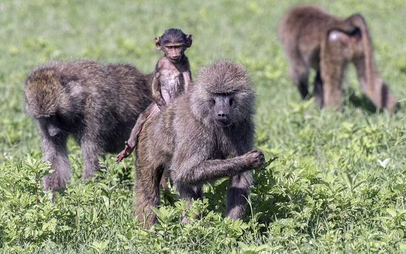 Trong đó, những hành động của một cặp mẹ con khỉ đầu chó khiến toàn bộ khung cảnh tràn ngập tình yêu của một người mẹ.