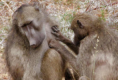 Theo tìm hiểu, khỉ đầu chó Đông Phi chủ yếu sống ở các quốc gia Nam Phi, gần với sa mạc Sahara.