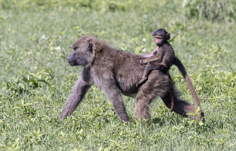 Được biết, khi cô Theresa Allen đang khám phá thiên nhiên hoang dã quanh miệng núi lửa Ngorongoro, cô đã vô tình bắt gặp một đàn khỉ đầu chó đang ngồi nghỉ ngơi.