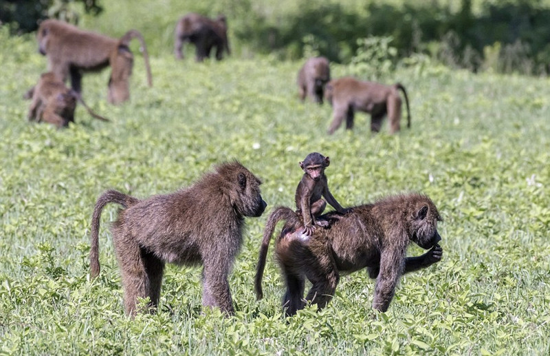 Sau khi cưỡi mẹ chán chê, khỉ đầu chó con tụt xuống và tự chơi một mình. Nó giống như một đứa trẻ vừa mới biết đi, thực sự rất dễ thương. Khỉ đầu chó mẹ thì luôn chú ý đến từng chuyển động của con, đảm bảo rằng con mình luôn trong tầm mắt.