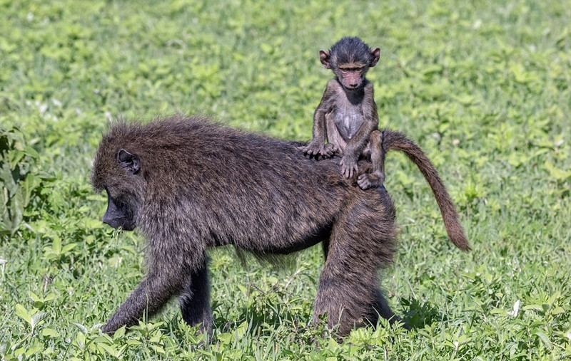 Con khỉ đầu chó trong bức ảnh được cho là có tuổi đời từ 3 đến 6 tháng tuổi. Nó cưỡi trên lưng khỉ đầu chó mẹ như cưỡi ngựa thế nhưng con khỉ đầu chó mẹ không hề tỏ ra khó chịu, trái lại nó rất nuông chiều con mình và vô cùng kiên nhẫn với sự nghịch ngợm của khỉ con.