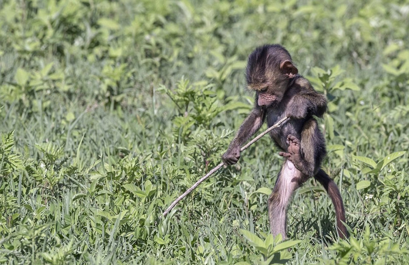 Không bỏ lỡ cơ hội, cô Theresa đã giơ máy ảnh lên và nắm bắt được khoảnh khắc thiêng liêng về tình mẫu tử trong thế giới động vật hoang dã.