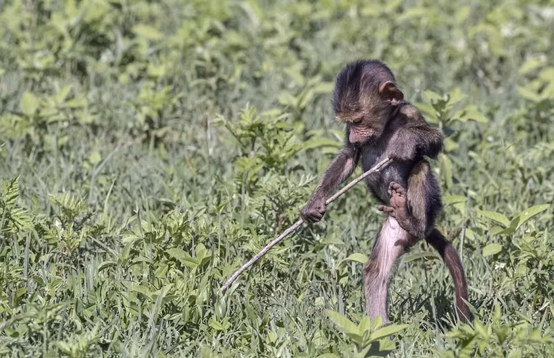 Không bỏ lỡ cơ hội, cô Theresa đã giơ máy ảnh lên và nắm bắt được khoảnh khắc thiêng liêng về tình mẫu tử trong thế giới động vật hoang dã.
