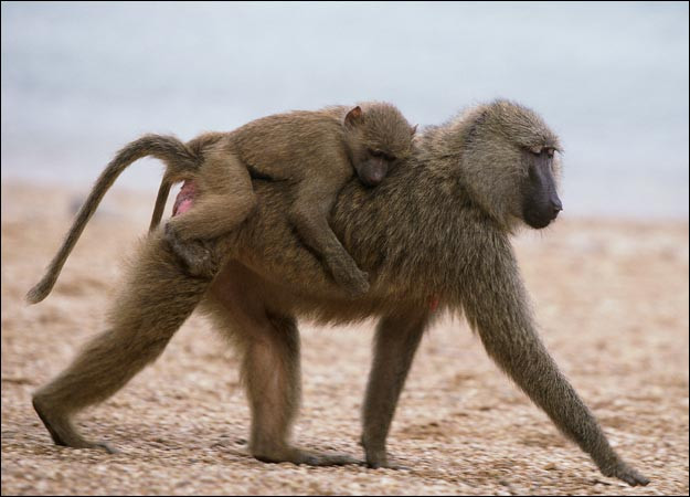 Chúng sống thành từng nhóm rất đông. Mỗi nhóm có thể có từ 15 đến 150 thành viên cả đực và cái, có con đầu đàn lãnh đạo.