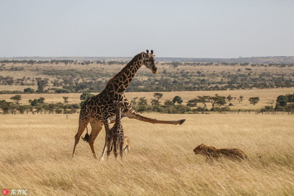 Mới đây, nhiếp ảnh gia James Nampaso đã ghi được những hình ảnh rất ấn tượng và ngoạn mục khi sư tử săn giết hươu cao cổ tại khu cắm trại Kicheche Bush thuộc khu bảo tồn quốc gia Maasai Mara, Kenya.