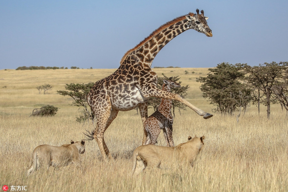 Trong những hình ảnh mà nhiếp ảnh gia James Nampaso ghi lại được, có thể thấy, hươu cao cổ mẹ đã rất cố gắng để xua đuổi những con sư tử.