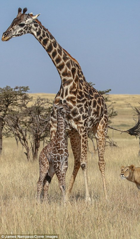 Thế nhưng dù đã rất nỗ lực, hươu cao cổ mẹ vẫn bị phân tán sự chú ý đến hươu con khi một con sư tử cái lấy được đà và lao lên lưng nó cắn xé.
