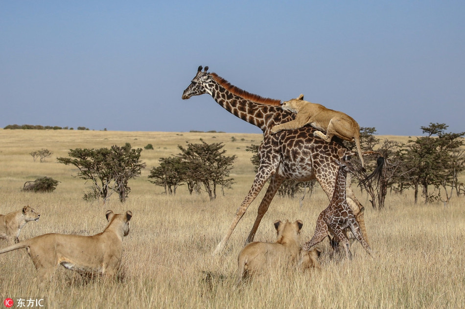 Theo chia sẻ của nhiếp ảnh gia James Nampaso, ngay khi nhìn thấy mẹ con hươu cao cổ lang thang kiếm ăn đơn độc, đàn sư tử đói mồi đã quyết định mở một cuộc tấn công và săn giết.