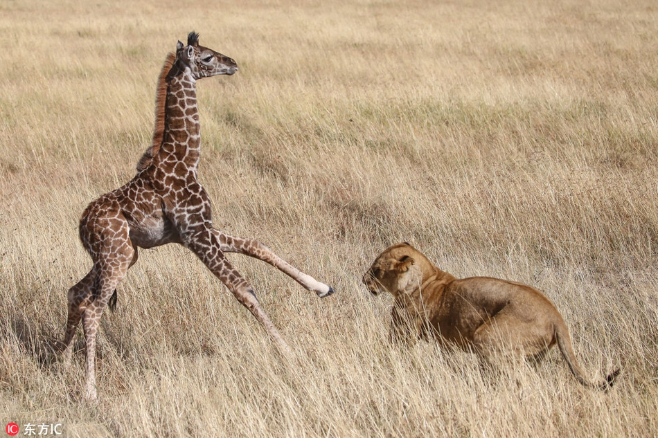 Mục tiêu của chúng là hươu cao cổ con, thế nhưng để săn giết được hươu cao cổ con, những con sư tử phải tìm cách tách hươu con ra khỏi mẹ và cô lập nó.