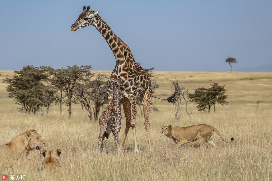Không thể không tấn công hươu cao cổ mẹ, những con sư tử quyết định sẽ dồn sức để khiến hươu cao cổ mẹ liên tục phải đối phó với những lần tấn công.