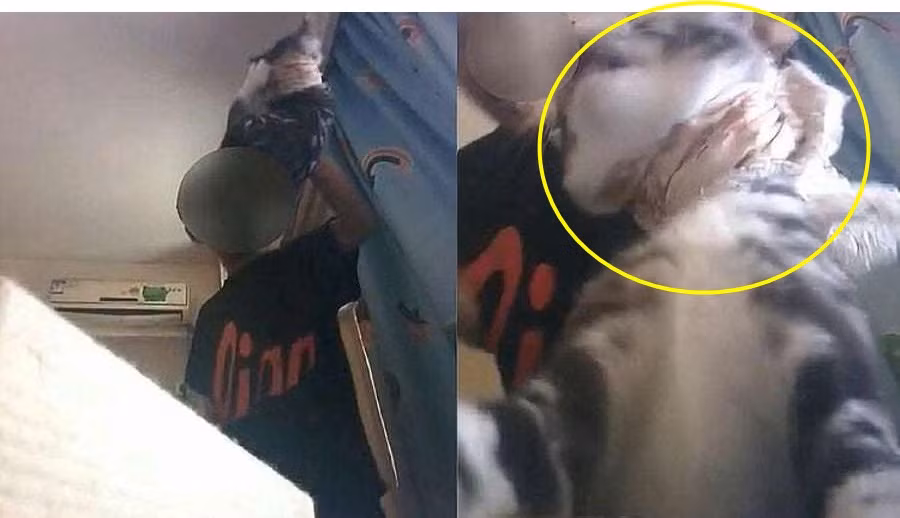 Bị bạn gái "đá", chàng trai lên kế, làm điều kinh hoàng với thú cưng... Bi ban gai