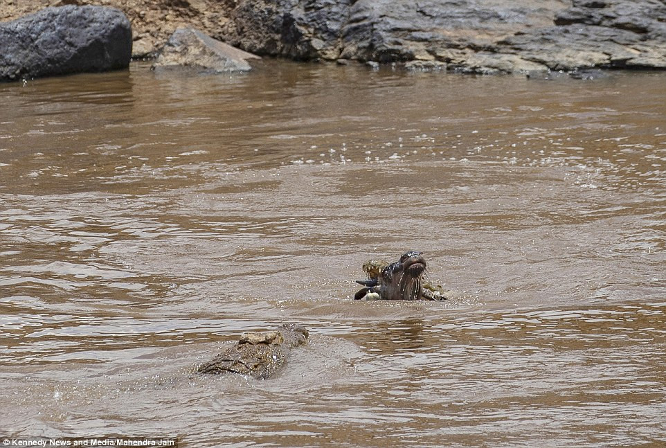 Tiếp đó, không để lãng phí thời gian, cá sấu quật mạnh linh dương đầu bò vào không trung để giết chết con mồi, không cho con mồi phản kháng, giãy dụa hay có bất cứ cơ hội nào để trốn thoát.