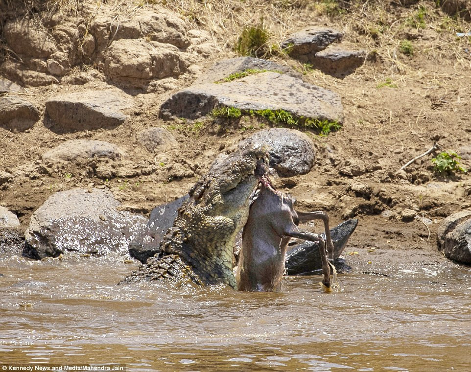 Ngay sau khi bắt kịp con mồi, cá sấu khổng lồ đã cắn chặt lấy linh dương đầu bò bằng chiếc hàm rộng ngoác lởm chởm răng sắc như dao cạo của mình.
