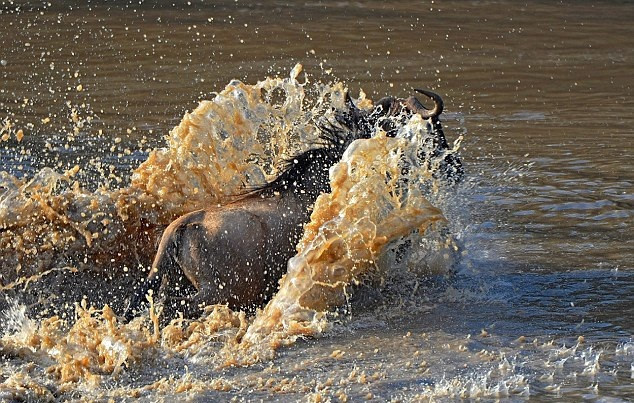 Trong quá trình linh dương đầu bò di cư, chúng phải đối mặt với vô vàn hiểm nguy trên đường đi, một trong số đó là thử thách vượt sông, đối đầu với đàn cá sấu tử thần. Mỗi lần như thế, có khoảng 1/3 đàn linh dương đầu bò vĩnh viễn bỏ mạng trong hàm cá sấu thế nhưng để tìm nguồn sống mới, những động vật ăn cỏ hiền lành này vẫn liều mạng vượt sông.