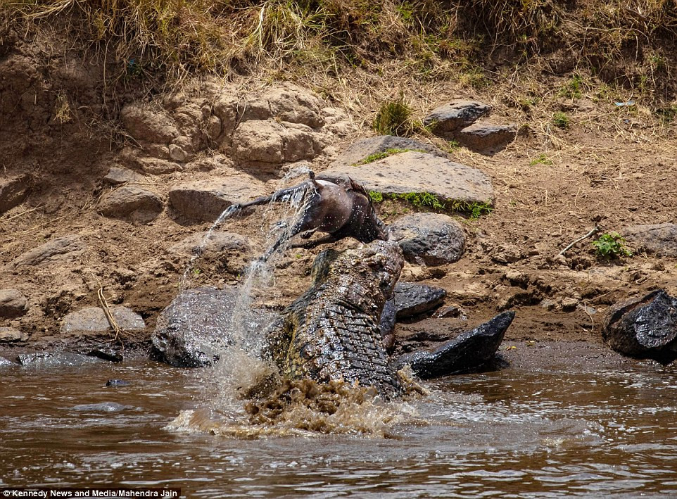 Dường như đã rất có kinh nghiệm, chỉ sau vài cú quật mạnh trên không trung, cá sấu đã giết chết linh dương đầu bò một cách nhanh chóng. Phần đầu của linh dương bị vặt đứt khỏi cơ thể rất tàn nhẫn. Ngay sau đó, cá sấu khổng lồ sảng khoái tận hưởng bữa ăn của mình.