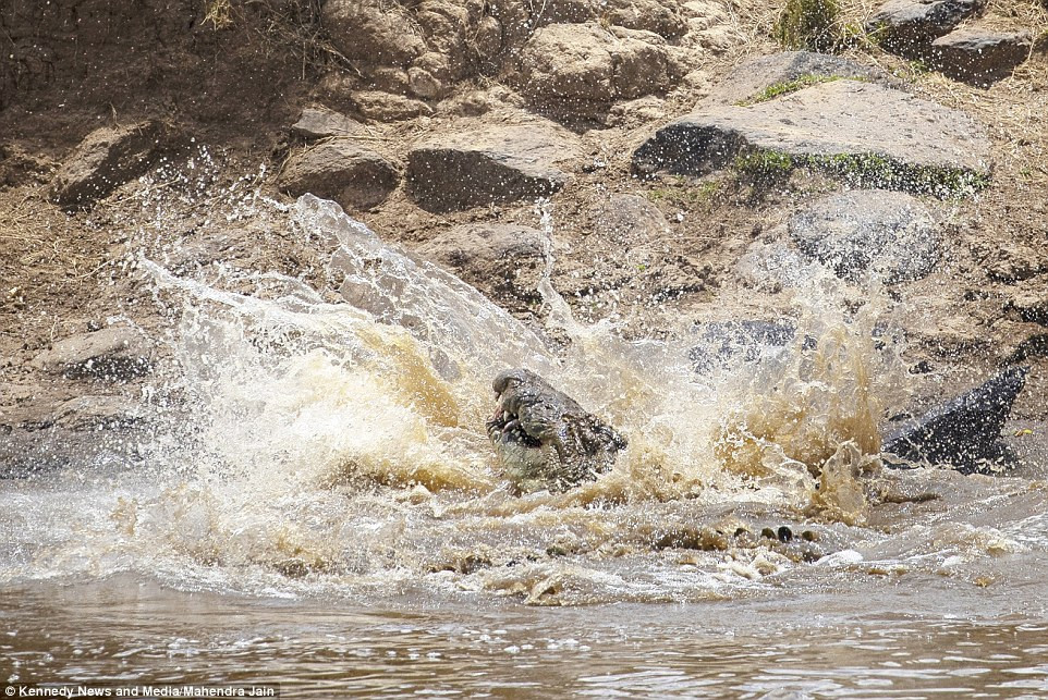Nhiếp ảnh gia Mahendra Jain cho biết, anh chưa từng chứng kiến một màn giết chóc nào lạnh lùng và dứt khoát như thế này. Đây thực sự là một khoảnh khắc vô cùng kịch tính mà ảnh ghi được.