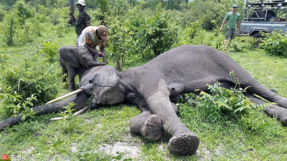 Khi voi mẹ ngã gục xuống đất, voi con ở bên cạnh không rời, kêu lên những tiếng thảm thiết như muốn gọi tỉnh mẹ. May mắn thay, với sự giúp đỡ của con người, cuối cùng mẹ con voi rừng cũng đoàn tụ.