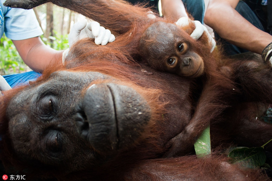 Thấy mẹ gặp nạn, phải cấp cứu, đười ươi con quyết tâm ôm chặt lấy mẹ, không chịu buông ra dù có dỗ dành như thế nào. Cảnh tượng khiến nhiều người không khỏi xúc động.