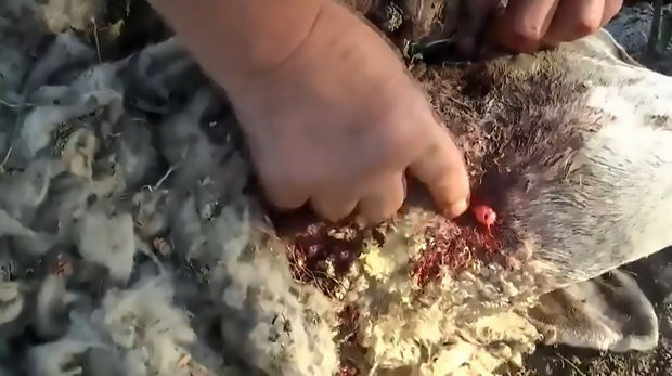 8 con cuu bi giet chet, hut can sach mau mot cach bi an-Hinh-2