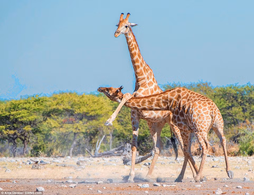 Theo nhiếp ảnh gia Anja Denker chia sẻ, những con hươu cao cổ này có vẻ như đã rơi vào một tình thế khó chịu. Chúng liên tục tấn công đồng loại của mình bằng tất cả sức mạnh, không hề giống như một cuộc tranh chấp vì tình cảm.