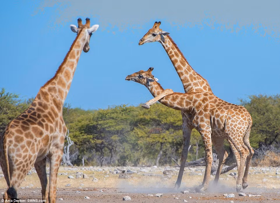 Được biết, sau khi cuộc chiến đấu diễn ra khoảng nửa tiếng đồng hồ, có vẻ như hai con hươu cao cổ hung hăng đã nhận ra chúng đang làm việc vô nghĩa, vì vậy cuộc chiến dừng lại và đường ai nấy đi.