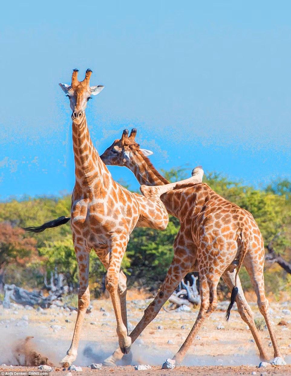 Thú vị là có một vài con hươu cao cổ khác đứng xung quanh, tuy nhiên, chúng không màng đến cuộc chiến, chỉ đứng xem náo nhiệt và lo việc của mình là uống nước.