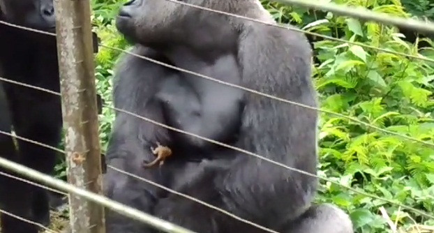 Ngay cả khi bạn tình yêu thích của Bobo là khỉ đột cái Avishag muốn tiếp cận người bạn tý hon, Bobo cũng ngăn lại, giữ một khoảng cách nhất định, đảm bảo rằng không ai làm phiền bé Galagidae.