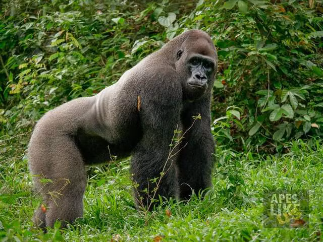 Do áp lực về môi trường sống và những nguy hiểm do nạn săn bắn trộm, khu bảo tồn linh trưởng Mefou thuộc Ape Action Africa đã thắt chặt kiểm tra và luôn quan tâm đến những con khỉ đột hoang dã được giải cứu sinh sống tại đây.