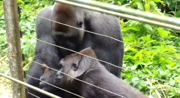 Sau hai tiếng đồng hồ, Bobo quyết định sẽ đưa bé Galagidae về bụi rậm, hy vọng bé Galagidae sẽ sớm tìm được gia đình và đồng loại của mình.