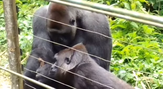 Sau hai tiếng đồng hồ, Bobo quyết định sẽ đưa bé Galagidae về bụi rậm, hy vọng bé Galagidae sẽ sớm tìm được gia đình và đồng loại của mình.